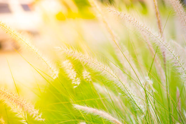 istock Green grass beautiful with sun bright. 822310338