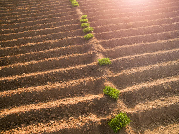 Rows of soil before planting.Furrows row pattern in a plowed field prepared for planting crops in spring. stock photo