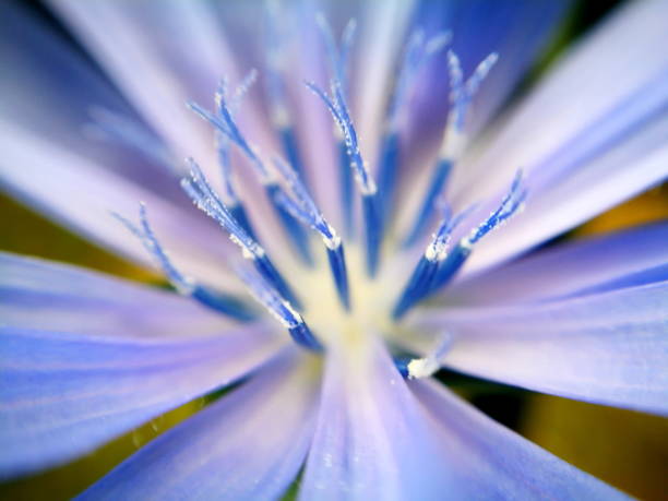 istock Extreme close-up of flower head 822310786