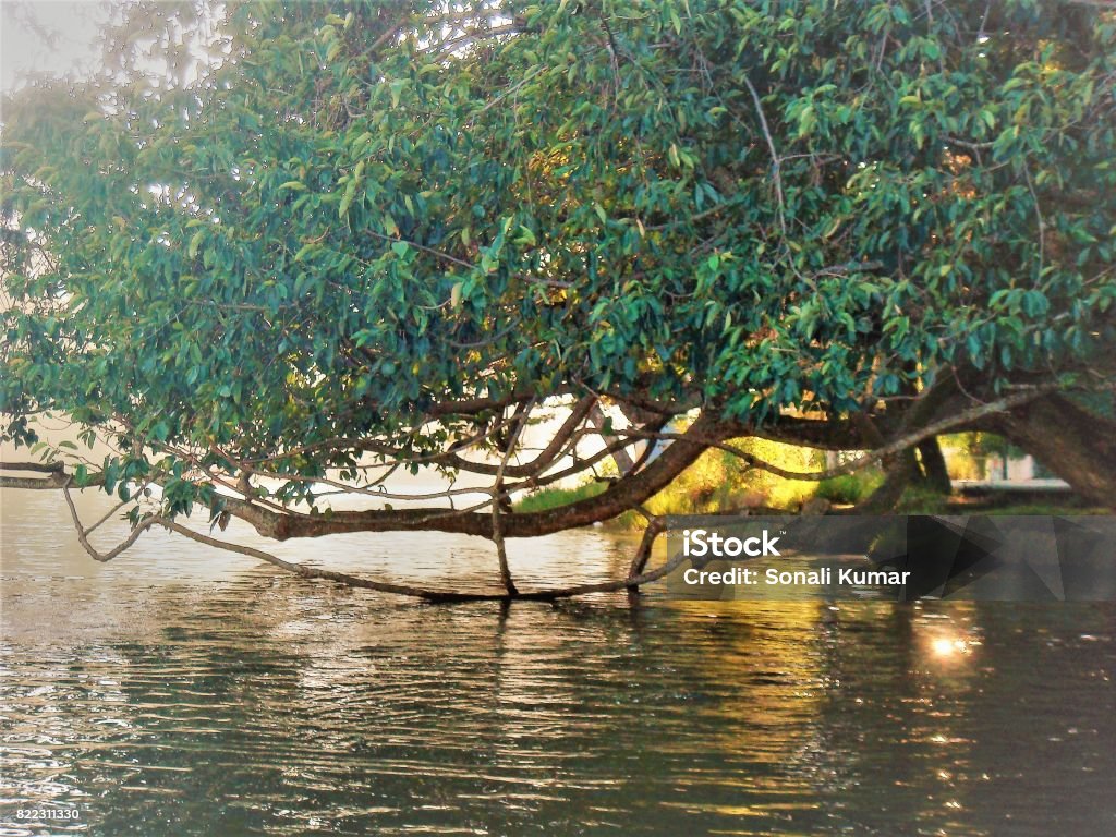 kodai lake lake covered with tree from kodaikanal,India Freshness Stock Photo