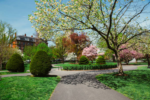 Blooming magnolias and cherry blossoms in Boston Public Garden