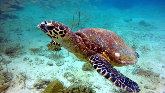Animal Behaviour - Critically Endangered Species Hawksbill Sea Turtle (Eretmochelys imbricata).