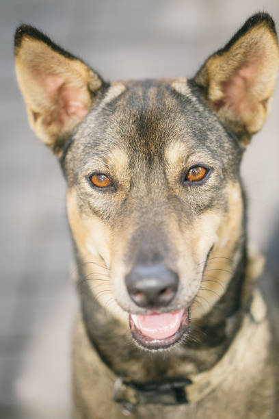 istock Thai dog, focus at eyes. 822326836