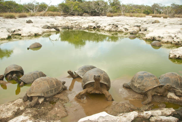 giant tortoise pond stock photo