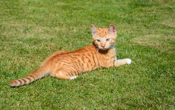 istock Ginger kitten in the garden. 822330406