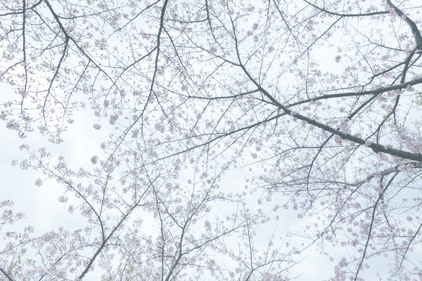 istock soft focus cherry blossom flower 822333990