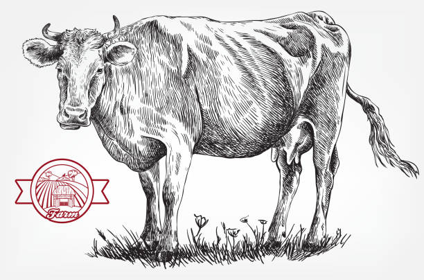 59 Mating Cows Drawing Illustrations & Clip Art - iStock
