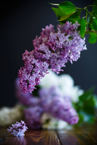 istock branch of lilac 822360842