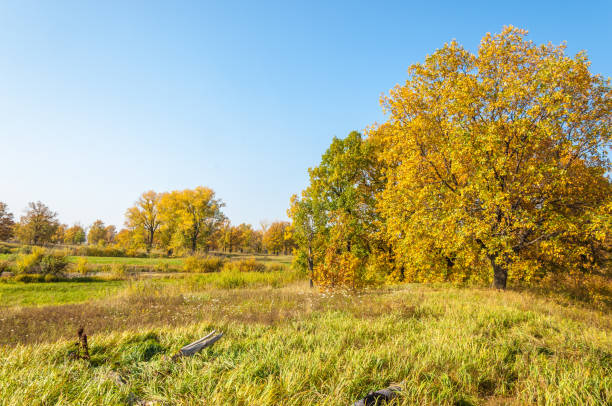 istock Autumn landscape. Lake autumn mixed forest 822361446
