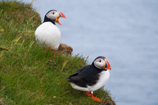istock Atlantic Puffin in Latrabjarg cliffs, Iceland. 822366310