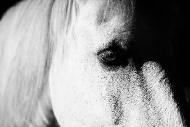 istock Horse in the paddock 822376958