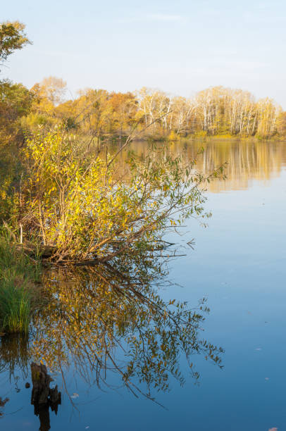 istock autumn mixed forest of oaks lake 822377966