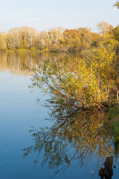 istock autumn mixed forest of oaks lake 822380840