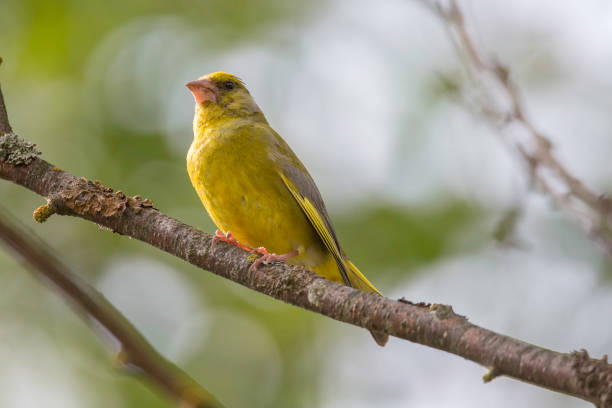 istock Male Greenfinch Sitting on Branch 822381044