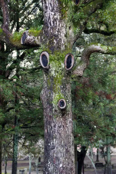 Photo of Tree with a face in the park of Nara