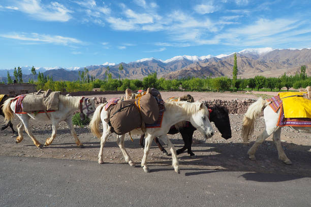 istock Pack Horses caravan in Leh Ladakh 822381372