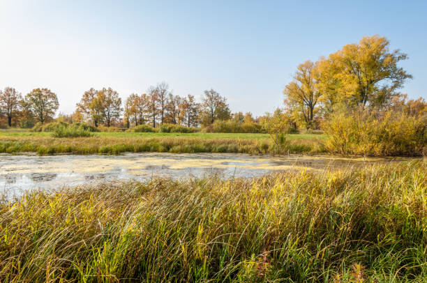 istock autumn mixed forest of oaks lake 822381868