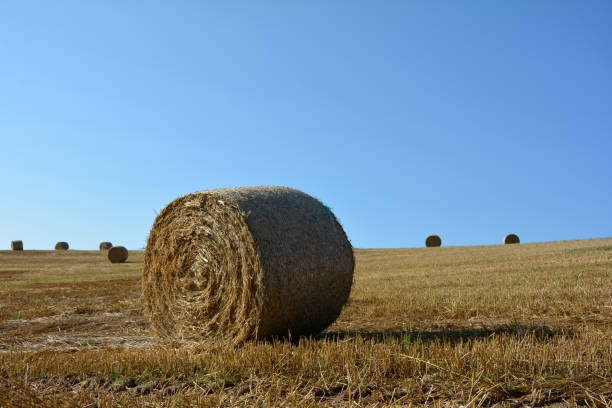 istock Straw bales on harvested field with blue sky 822381980