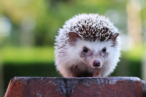 Hedgehog looking.