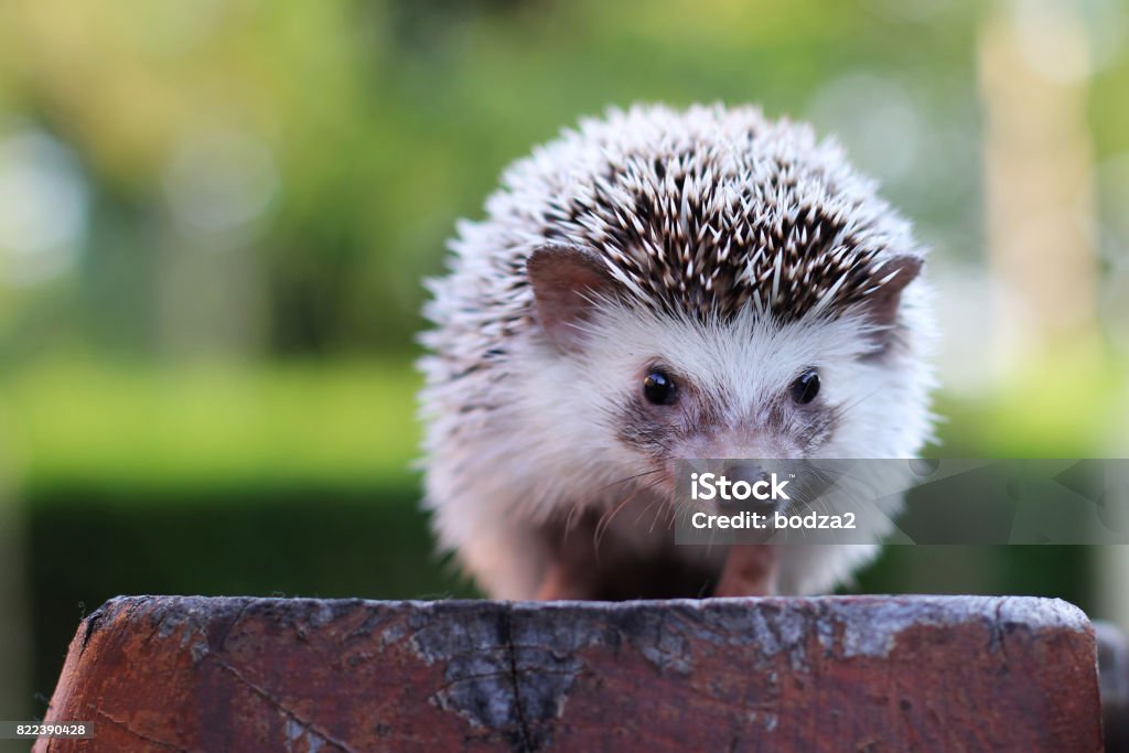 Hedgehog looking Hedgehog looking. Hedgehog Stock Photo