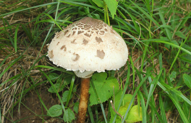 istock mushroom in the grass in the forest 822391430