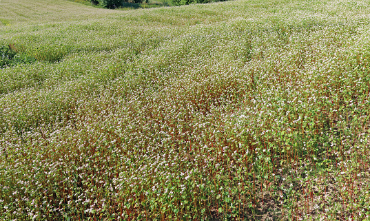 Summer field of blossoming buckwheat agricultural plants. Panoramic collage from several outdoor photos