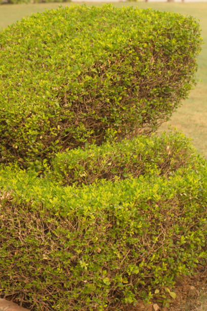 istock Tropical plants in park India 822397934