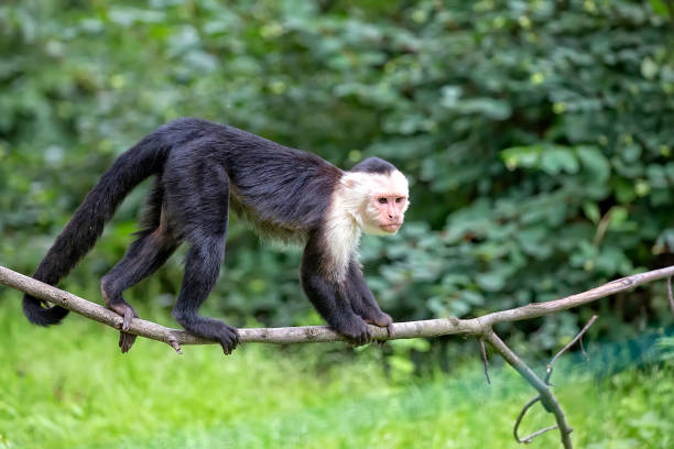 white-throated capuchin in the wild - throated imagens e fotografias de stock