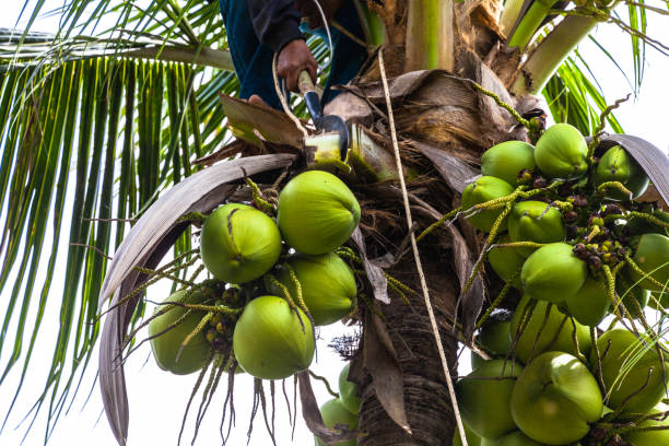 istock a gardener harvest coconut fruit 822399360