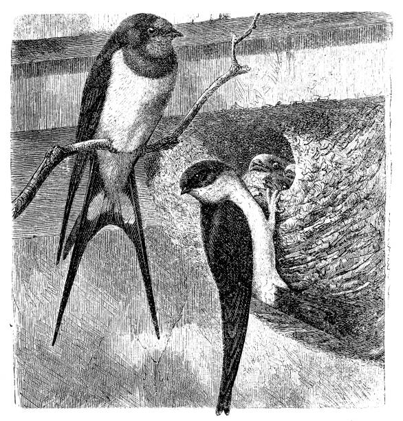 Illustration of a Barn swallow (hirundo rustica) and common house martin (Chelidon urbica)