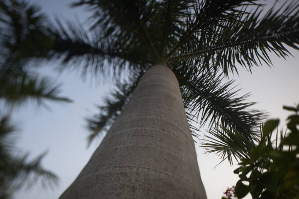istock Tropical plants in park India 822402038
