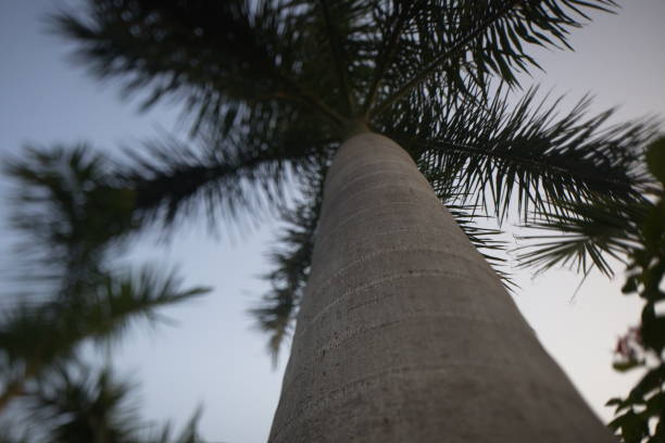 istock Tropical plants in park India 822402060