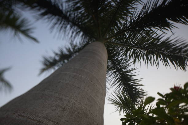 istock Tropical plants in park India 822402088