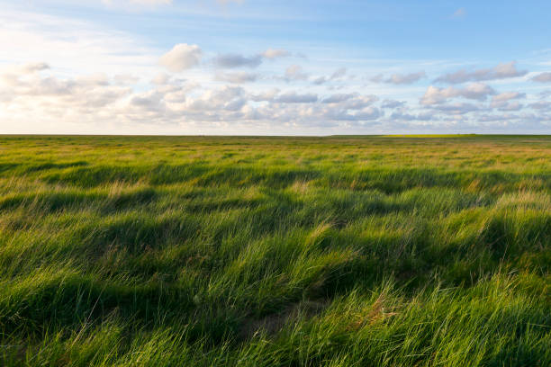 Landscape in the German North Sea Region. Meadow at Westerheversand at sunset. meadow grass stock pictures, royalty-free photos & images
