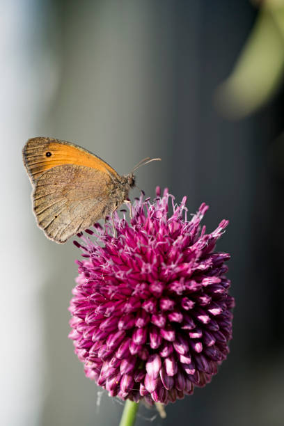 Close up of a clouded Yellow Butterfly, latin name Colias croceus, feeding on a Allium head. Colour,horizontal with lots of copy space .