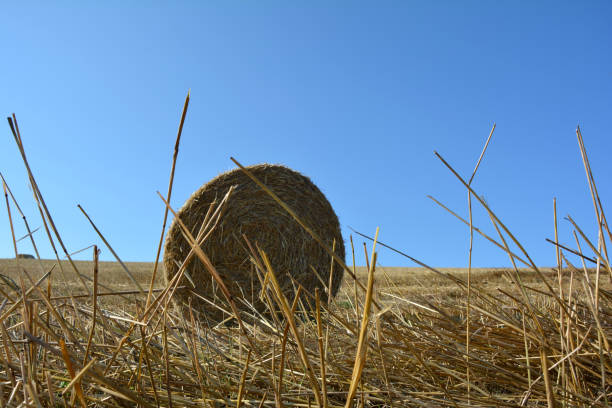 istock View from the ground on a straw bales with straws 822409656