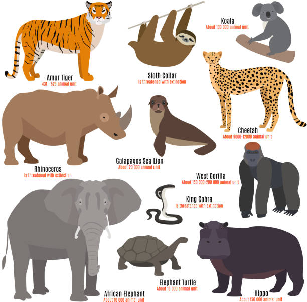 Different kinds deleted species die out rare uncommon red book animals dying wild nature characters vector illustration Different kinds deleted species dying rare uncommon red book animals characters vector illustration. Polar bear zebra sea lion big panda western gorila magellanic penguin king cobra african elephant endangered species stock illustrations