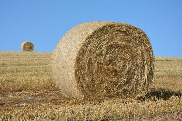 istock Two straw bales on harvested field with blue sky 822414162