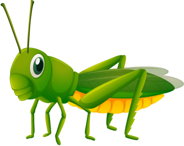 ilustrações, clipart, desenhos animados e ícones de gafanhoto verde sobre fundo branco - grasshopper