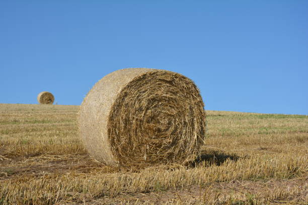 istock Hay  bales on harvested field with blue sky 822414458