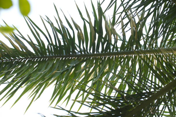 istock Plants in tropical park northern India 822415430