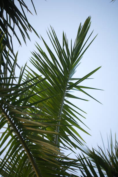 istock Plants in tropical park northern India 822415622