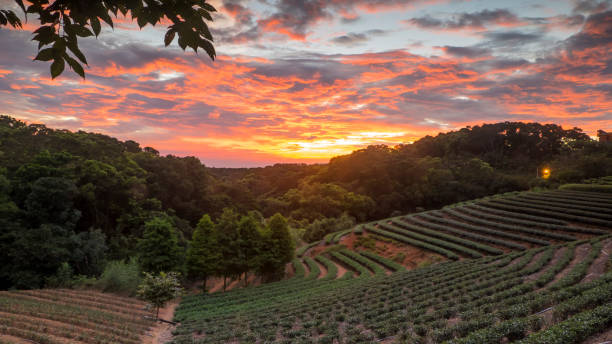 istock tea garden sunset in the summer time with nice background view 822426564