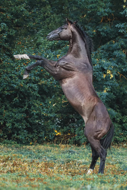 istock Trakehner stallion portrait 822426704