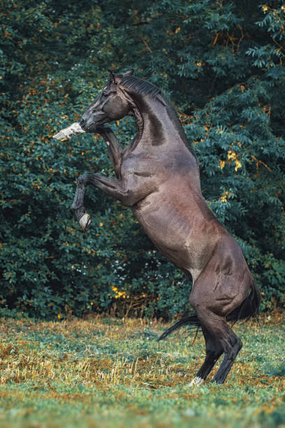 istock Trakehner stallion portrait 822427102