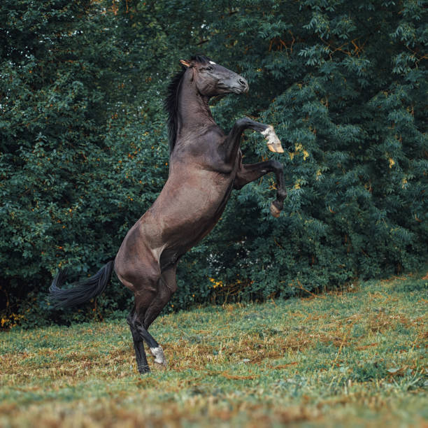 istock Trakehner stallion portrait 822427254