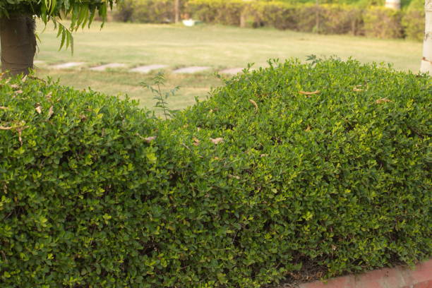 istock Plants in tropical park northern India 822427396