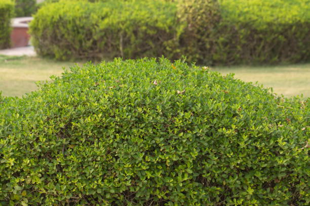 istock Plants in tropical park northern India 822427432