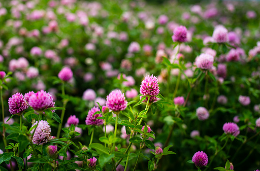 Flores de trébol, Trifolium Pratense, fuera en un campo photo