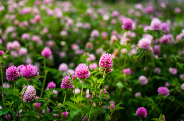 clover-flowers-trifolium-